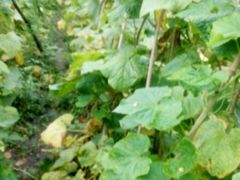 -金明姬铁锅炖(东坝店)