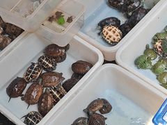 -清平路水族市场
