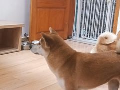 -是阿柴呀！柴犬咖啡·爱喵喵猫咖