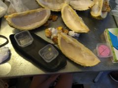 -都念榴莲·城市榴莲