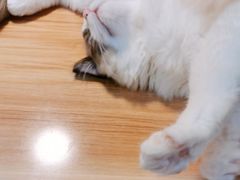 -猫十亿·布偶金渐层·曼基康矮脚猫舍(青年路店)