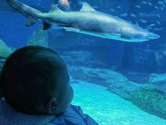 -海合安成都极地海洋公园