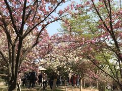 -西安青龙寺遗址景区