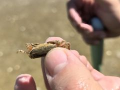 -红树林天天赶海