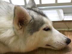 -Husky Go! 哈士奇体验馆·宠物咖啡厅狗咖