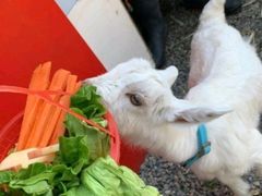 -前小桔亲子创意农场·草莓采摘·露营烧烤