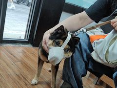 -瑞派动物医院·绝育·犬猫全科·预防医学(光景江南中店)