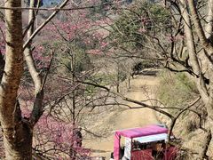 -新建村梅花