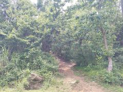 -青龙山国家森林公园