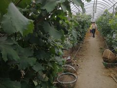 -马陆小张葡萄园农家乐