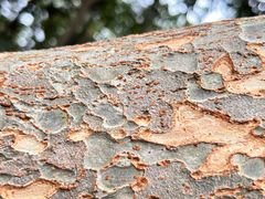 -上海佘山国家森林公园天马山园