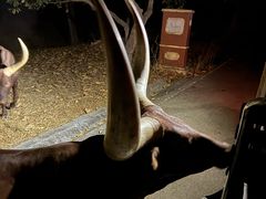 -清迈夜间动物园