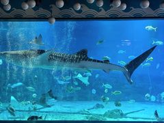 -烟台海昌鲸鲨海洋公园