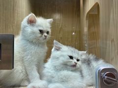 -屋虎猫馆(宝安大仟里店)