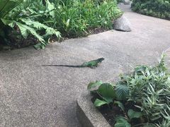 -新加坡飞禽公园