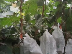 -马陆小张葡萄园农家乐