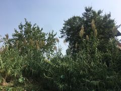 -长兴太湖图影湿地文化园