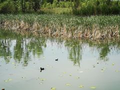 -野鸭湖国家湿地公园