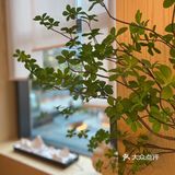 全成都独一无二の独栋日料店🏠浪漫又精致🎏