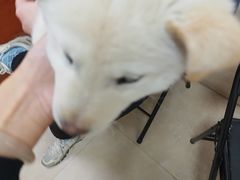 -艾贝尔宠物医院·狂犬免疫点(江山金象城店)