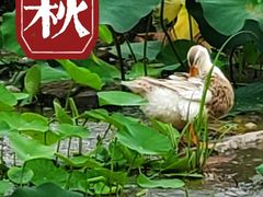 -莲花池公园