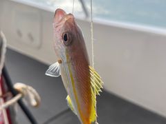 -小猫钓鱼海钓俱乐部(椰梦长廊店)