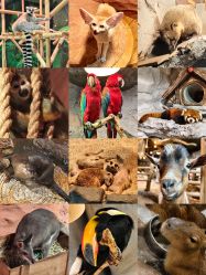 -Zoolung Zoolung动物主题公园(海信广场店)