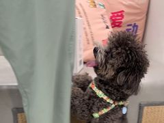-安安宠医宠物医院·异宠·犬猫内科(岳阳分院)