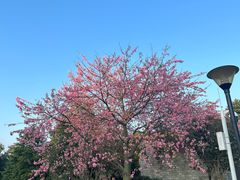 -东莞植物园