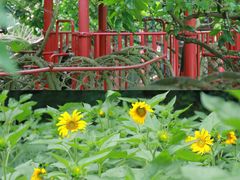 -成都松鼠部落