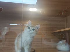 -喵百万·布偶·蓝金金渐层英短·猫舍(百子湾店)