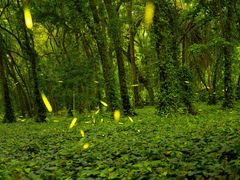 -中国科学院华南植物园