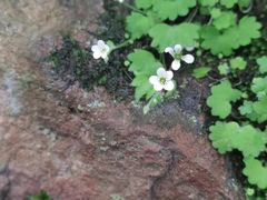 -白草畔自然风景区