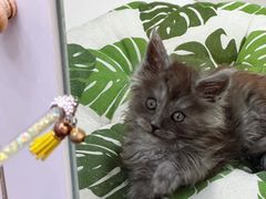 -青奢宠物·青奢猫舍