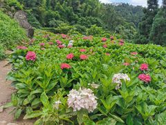 -鼓岭旅游度假区