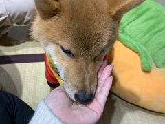 -逗柴咖啡屋·狗咖猫咖宠物桌游