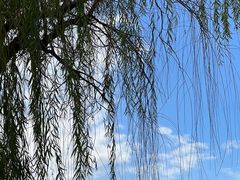-高子水居