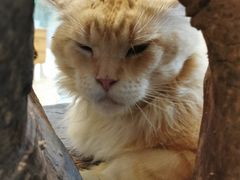 -more than meow吴止猫主题餐厅(承德 中船汇店)