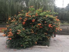 -元大都城垣遗址公园