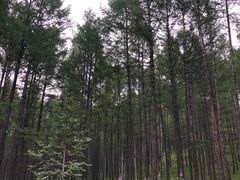 -莫尔道嘎国家森林公园