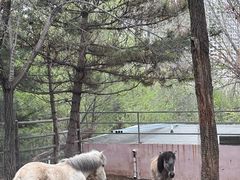 -青藏高原野生动物园