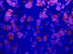 -波塞冬旅游度假区