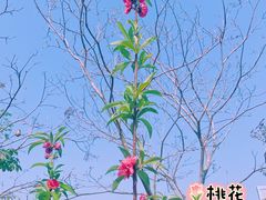 -四海公园(南山区)