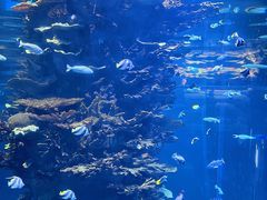 -青岛海底世界-水族馆
