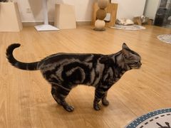 -有喵·猫咖·狗咖·30几只猫10只小狗(岗厦店)