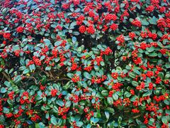 -桥香园云南过桥米线(金马碧鸡店)