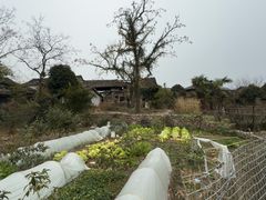 -皤滩古镇