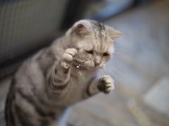 -猫咪博物馆(顶澳仔猫街店)