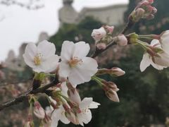 -武汉大学-樱园