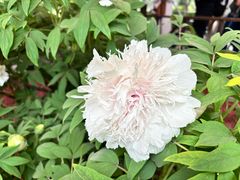 -洛阳市隋唐城遗址植物园